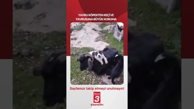 Kanal 3Çar, Ağustos 26, 2026 8:00amURL:Embed:YAVRU KÖPEKTEN KEÇİ VE YAVRUSUNA