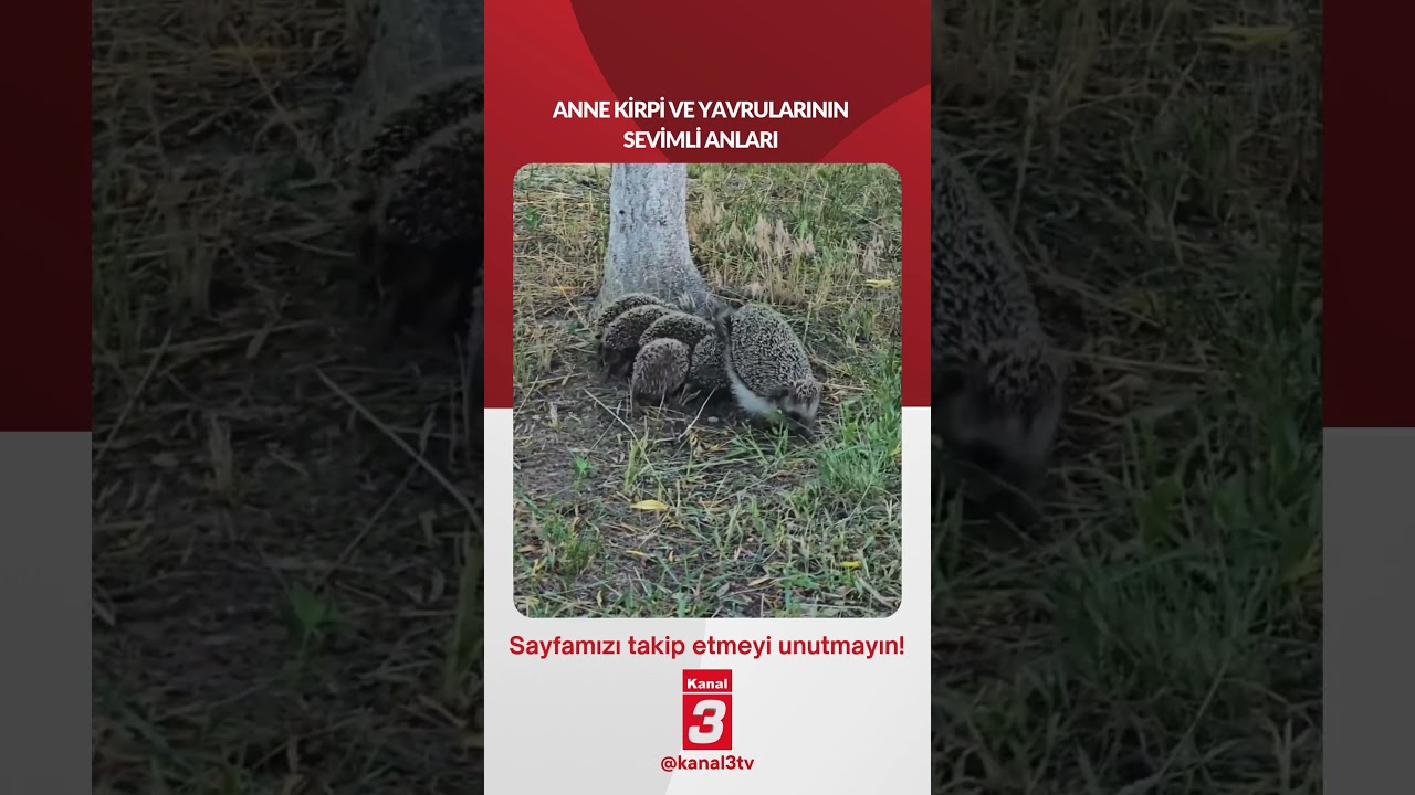 ANNE KİRPİ VE YAVRULARININ SEVİMLİ ANLARI 📶https://kanal3.com.tr/ Sosyal Medya Hesaplarımızı