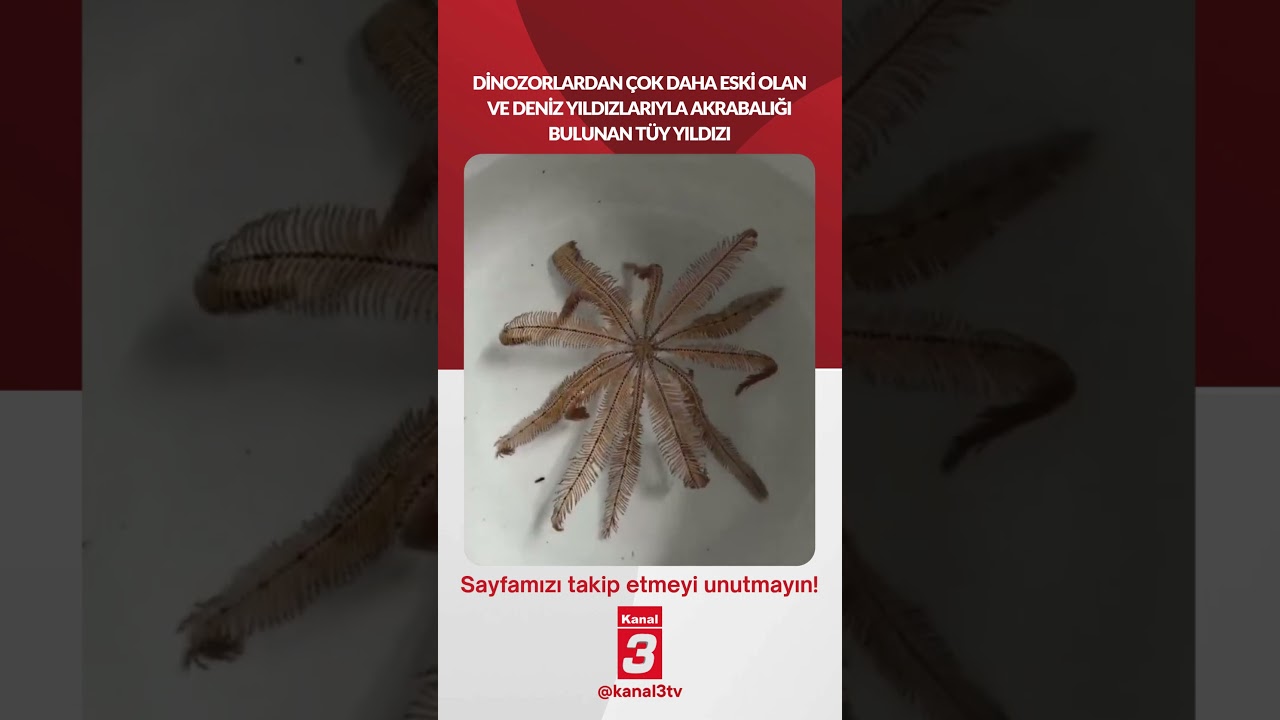 Dinozorlardan çok daha eski olan ve deniz yıldızlarıyla akrabalığı bulunan