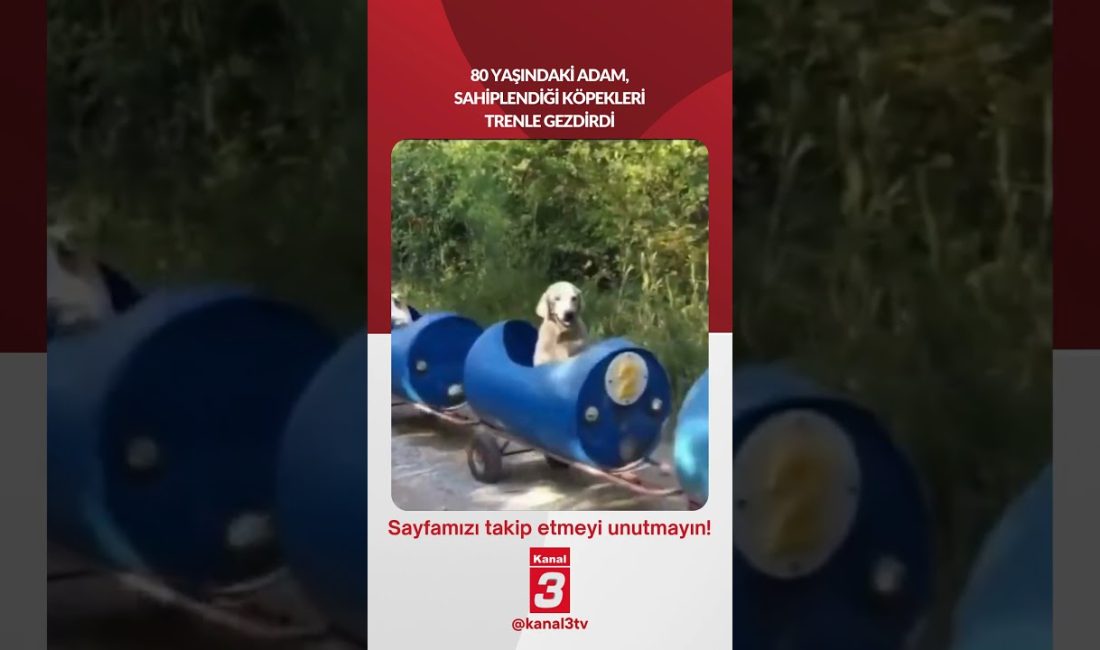 80 yaşındaki adam, sahiplendiği köpekleri trenle gezdirdi… 📶https://kanal3.com.tr/ Sosyal Medya