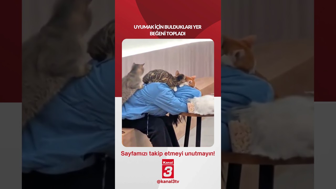 Uyumak için buldukları yer beğeni topladı… 📶https://kanal3.com.tr/ Sosyal Medya Hesaplarımızı