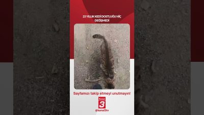 Kanal 3Sal, Ağustos 25, 2026 10:00amURL:Embed:23 YILLIK KEDİ DOSTLUĞU HİÇ