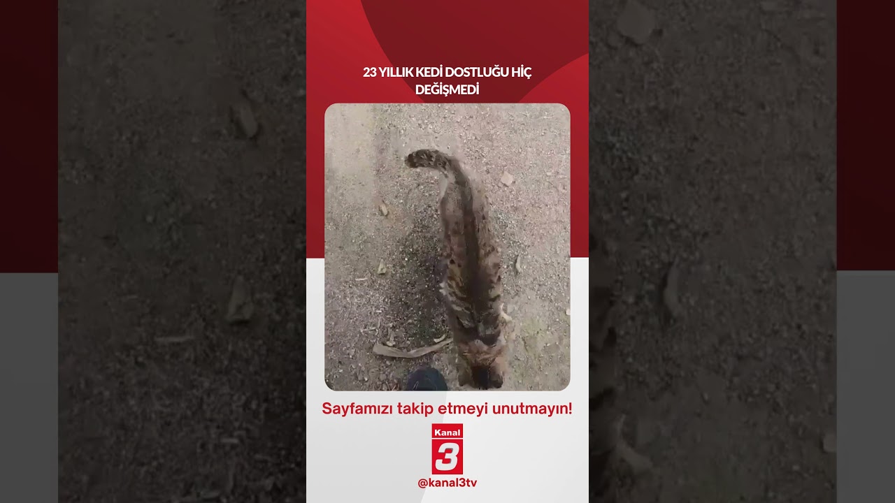 23 YILLIK KEDİ DOSTLUĞU HİÇ DEĞİŞMEDİ 📶https://kanal3.com.tr/ Sosyal Medya Hesaplarımızı