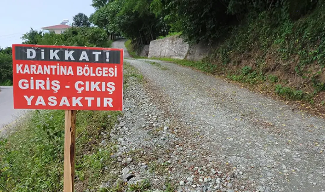 İzmir Bergama'da mavi dil hastalığı alarmı! Yenikent merkezli salgın nedeniyle