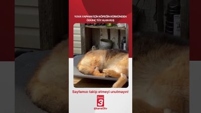Yuva yapmak için köpeğin kürkünden ödünç tüy alan kuş… 📶https://kanal3.com.tr/