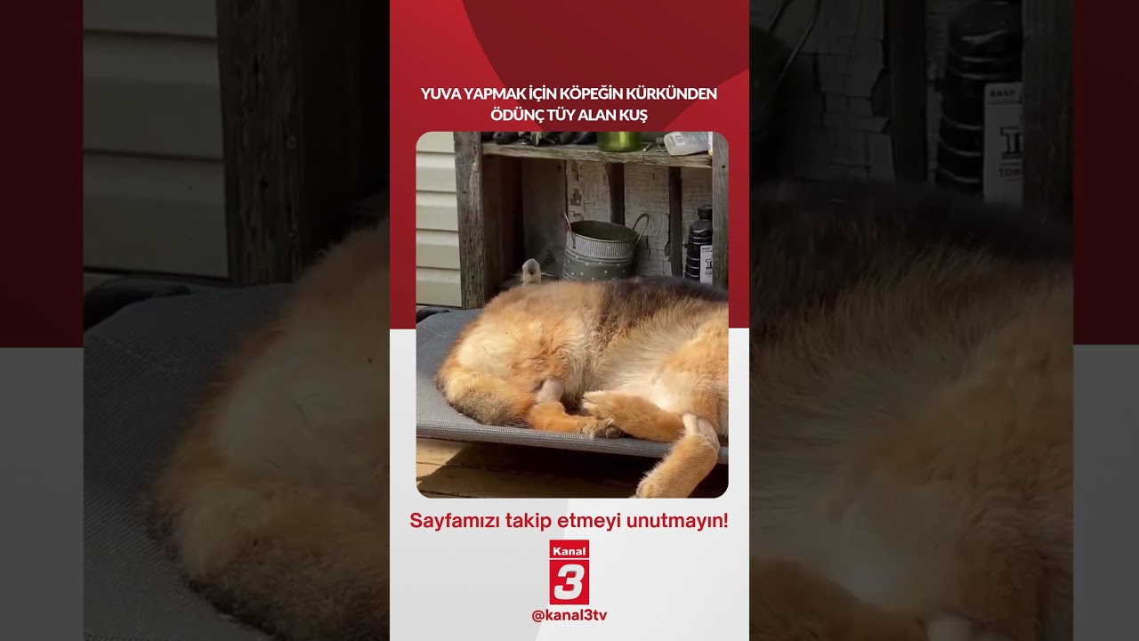 Yuva yapmak için köpeğin kürkünden ödünç tüy alan kuş… 📶https://kanal3.com.tr/