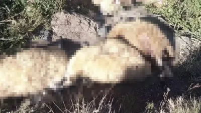 Tunceli Ovacık Işıkvuran Yaylası'nda yabani hayvandan ürken sürüde can pazarı