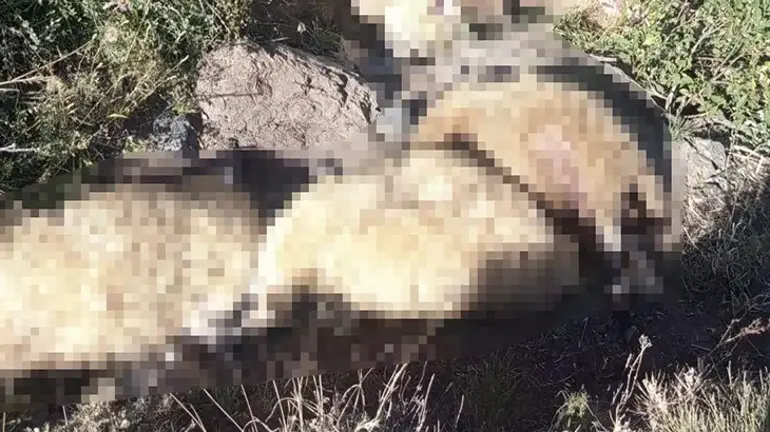 Tunceli Ovacık Işıkvuran Yaylası'nda yabani hayvandan ürken sürüde can pazarı