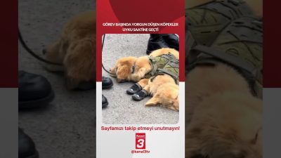 Kanal 3Cts, Eylül 26, 2026 8:00amURL:Embed:Görev başında yorgun düşen köpekler
