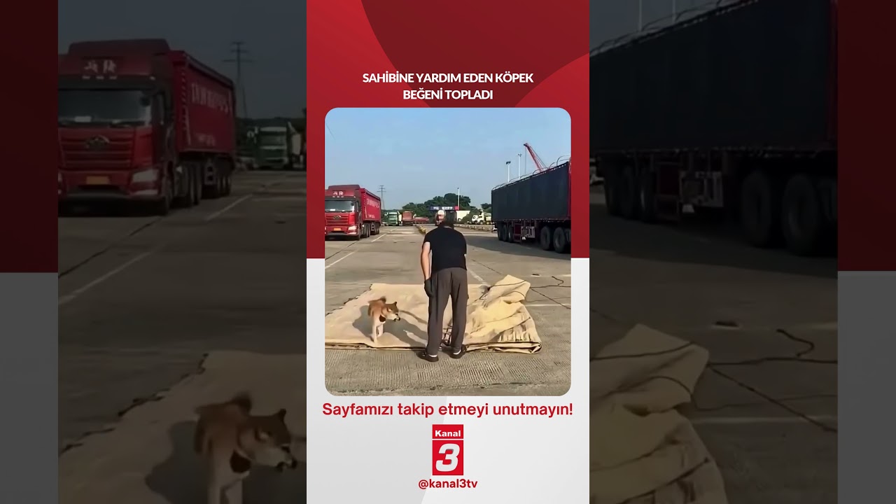 Sahibine yardım eden köpek beğeni topladı… 📶https://kanal3.com.tr/ Sosyal Medya Hesaplarımızı