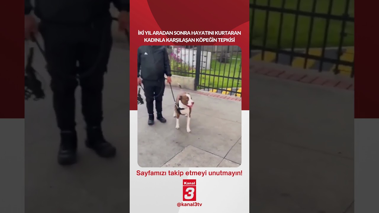 İki yıl aradan sonra hayatını kurtaran kadınla karşılaşan köpeğin tepkisi…