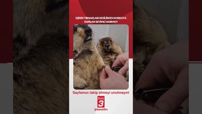 Kanal 3Pts, Eylül 21, 2026 4:00pmURL:Embed:Eşinin tırnakları kesilirken korkuya kapılan
