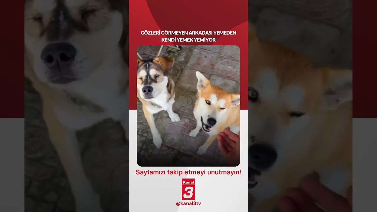 Gözleri görmeyen arkadaşı yemeden kendi yemek yemiyor… 📶https://kanal3.com.tr/ Sosyal Medya