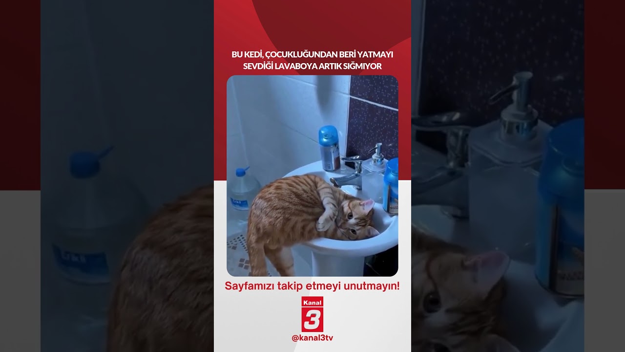 Bu kedi, çocukluğundan beri yatmayı sevdiği lavaboya artık sığmıyor… 📶https://kanal3.com.tr/
