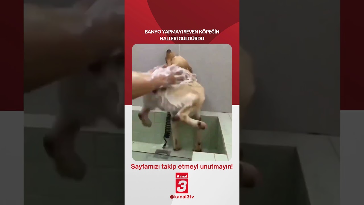 Banyo yapmayı seven köpeğin halleri güldürdü… 📶https://kanal3.com.tr/ Sosyal Medya Hesaplarımızı