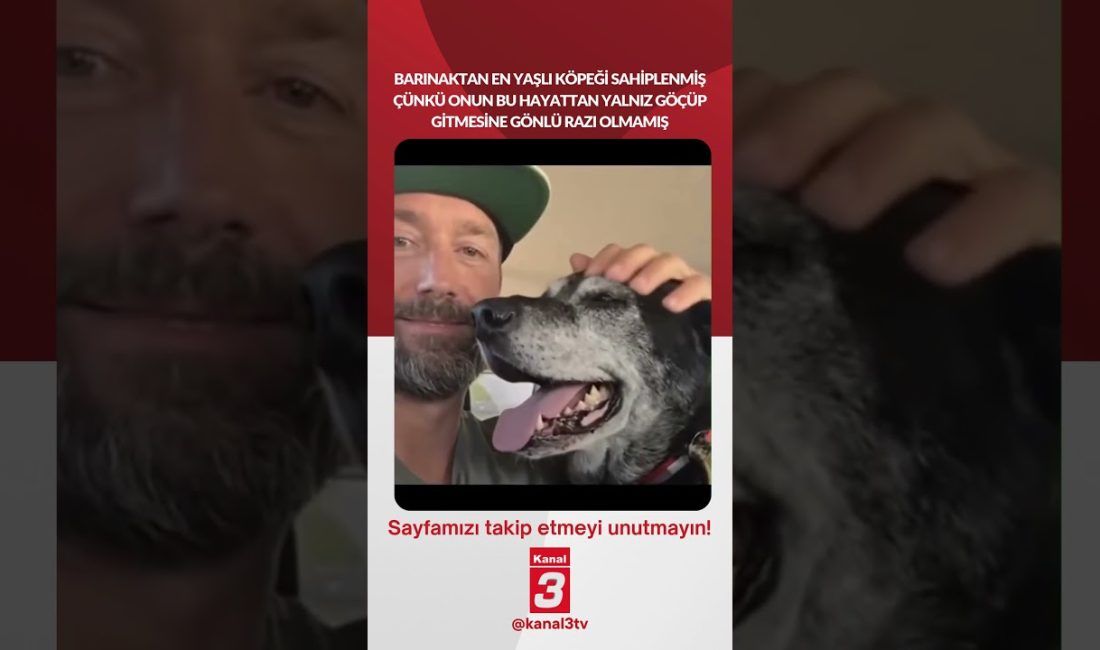 En yaşlı köpeği sahiplenmiş çünkü onun bu hayattan yalnız göçüp