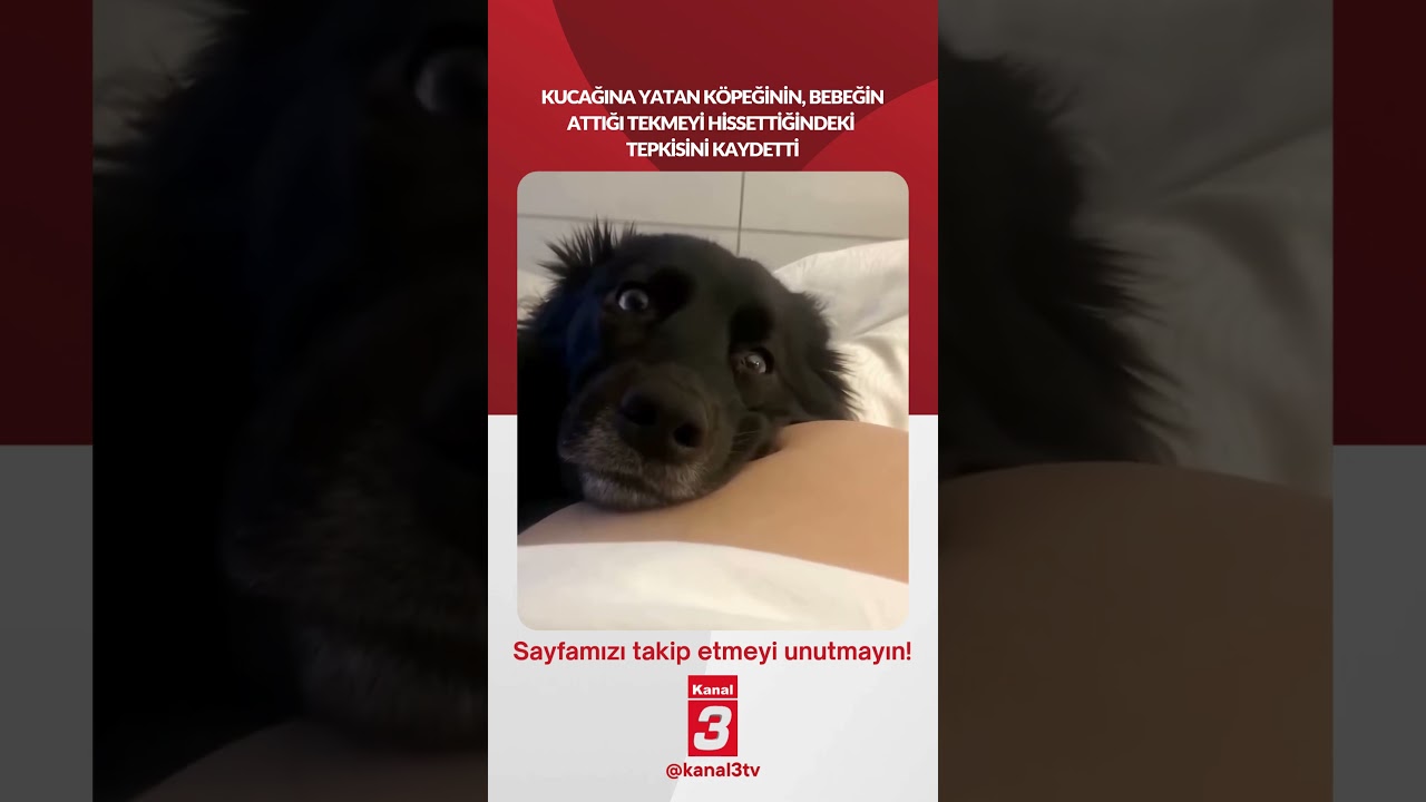 Köpeğinin, bebeğin attığı tekmeyi hissettiğindeki tepkisi… 📶https://kanal3.com.tr/ Sosyal Medya Hesaplarımızı