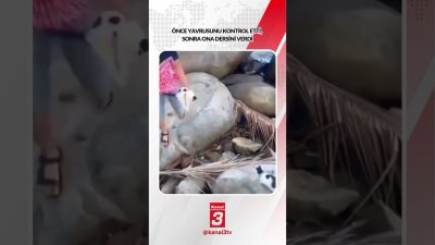Kanal 3Pts, Ekim 12, 2026 2:00pmURL:Embed:Önce yavrusunu kontrol etti, sonra