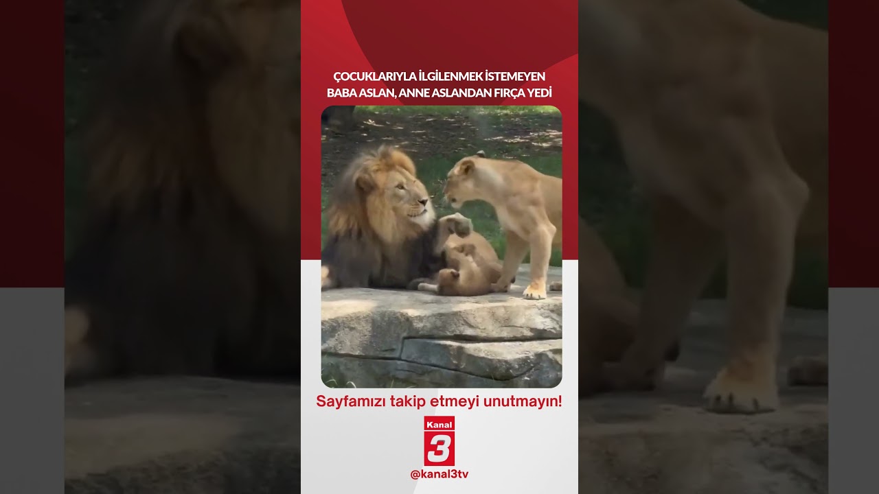Çocuklarıyla ilgilenmek istemeyen baba aslan, anne aslandan fırça yiyince muma