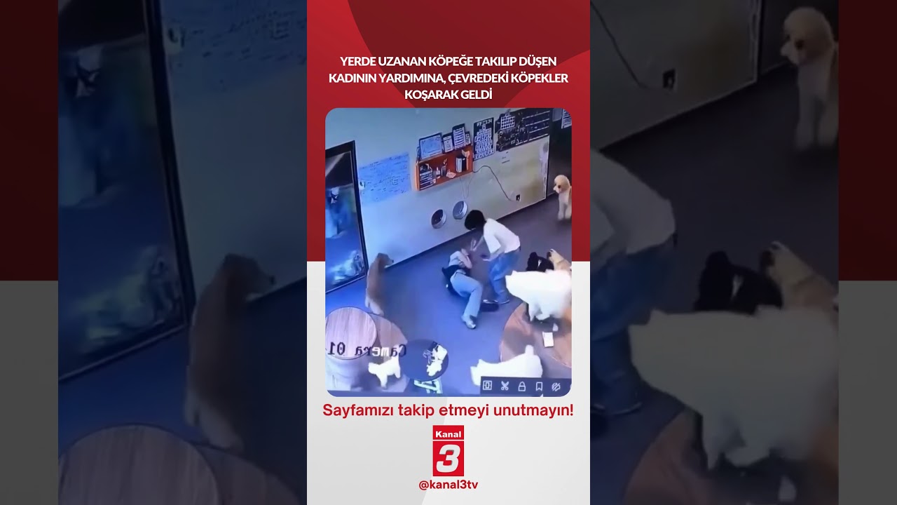 Yerde uzanan köpeğe takılıp düşen kadının yardımına, çevredeki köpekler koşarak