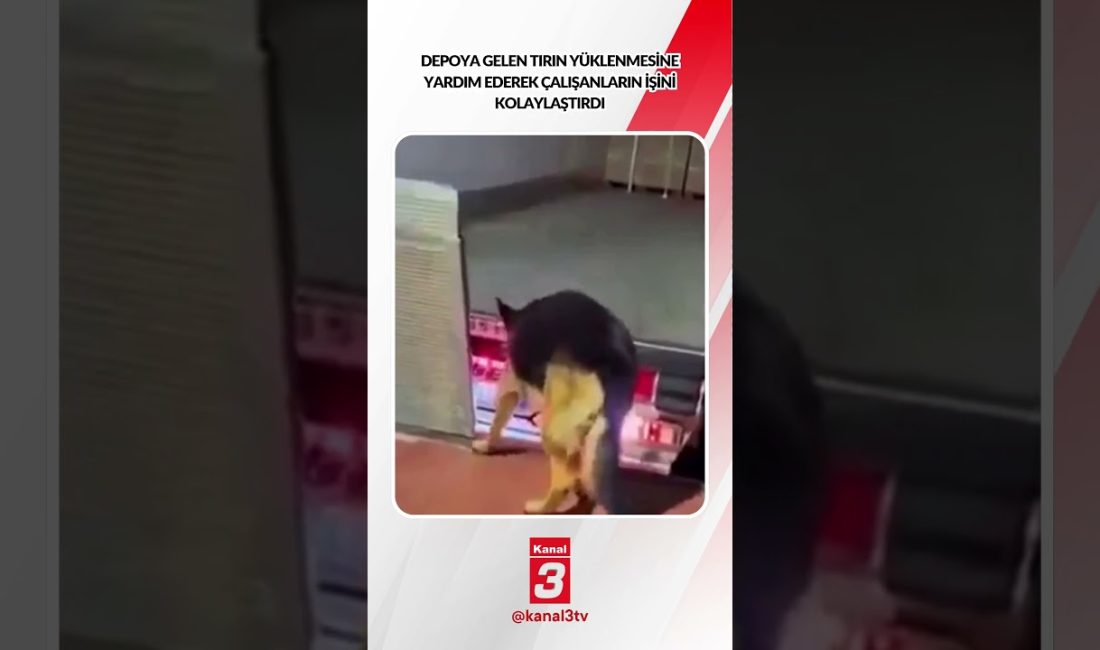 Depoya gelen tırın yüklenmesine yardım ederek çalışanların işini kolaylaştırdı… 📶https://kanal3.com.tr/
