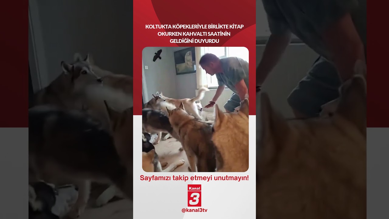 Koltukta köpekleriyle birlikte kitap okurken kahvaltı saatinin geldiğini duyurdu… 📶https://kanal3.com.tr/