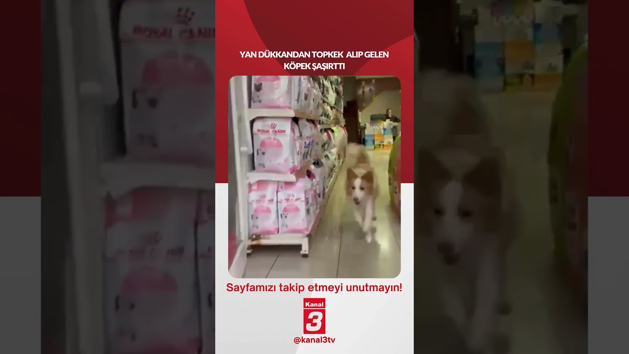 Yan dükkandan topkek alıp gelen köpek şaşırttı… 📶https://kanal3.com.tr/ Sosyal Medya