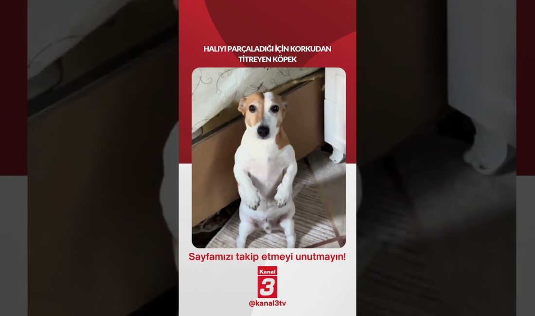 Halıyı parçaladığı için korkudan titreyen köpek… 📶https://kanal3.com.tr/ Sosyal Medya Hesaplarımızı