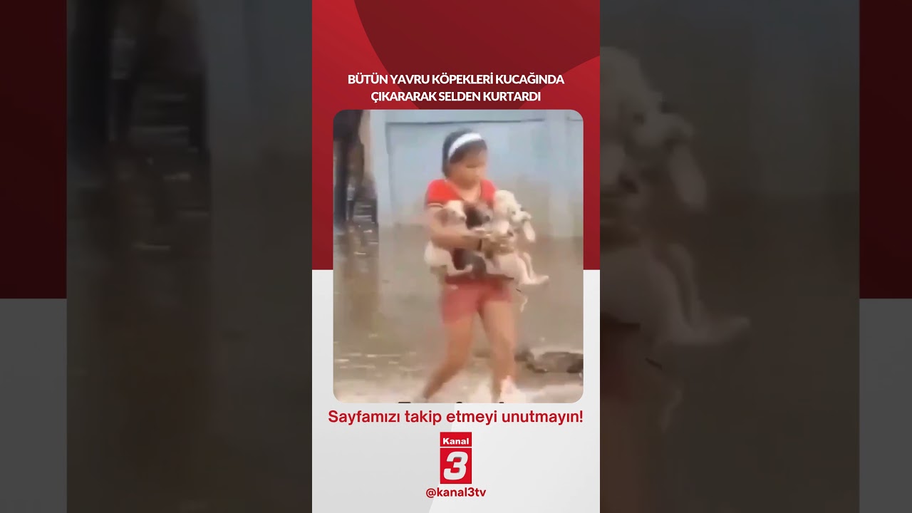 Bütün yavru köpekleri kucağında çıkararak selden kurtardı… 📶https://kanal3.com.tr/ Sosyal Medya