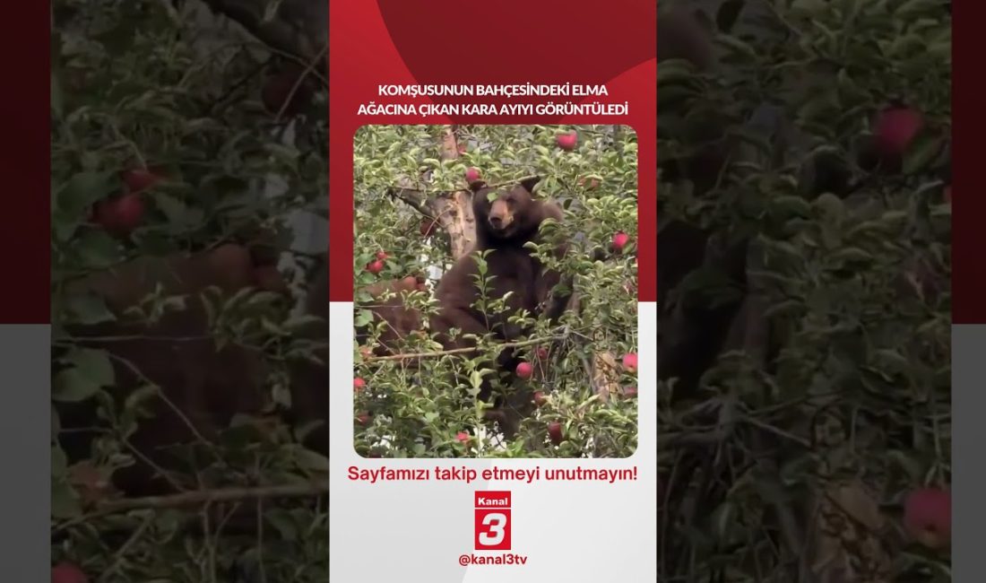 Bir adam, komşusunun bahçesindeki elma ağacına çıkan kara ayıyı görüntüledi…