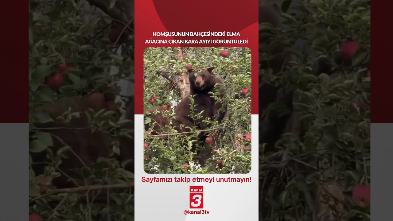 Bir adam, komşusunun bahçesindeki elma ağacına çıkan kara ayıyı görüntüledi…