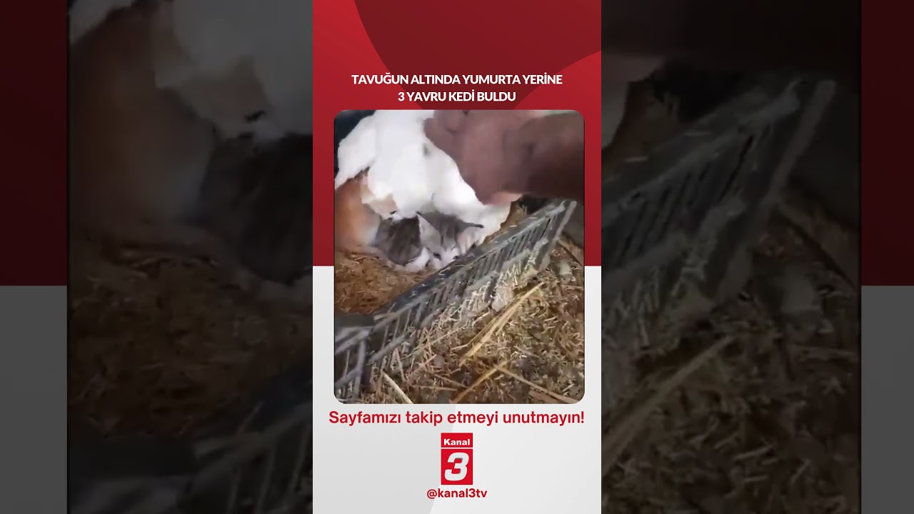 Tavuğun altında yumurta yerine 3 yavru kedi buldu… 📶https://kanal3.com.tr/ Sosyal