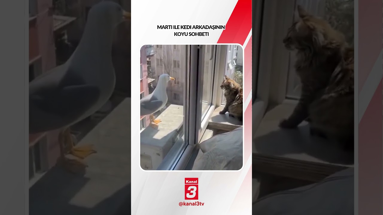 Martı ile kedi arkadaşının koyu sohbeti… 📶https://kanal3.com.tr/ Sosyal Medya Hesaplarımızı