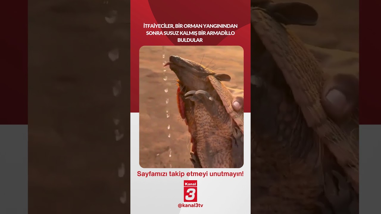 İtfaiyeciler, bir orman yangınından sonra susuz kalmış bir armadillo buldular…