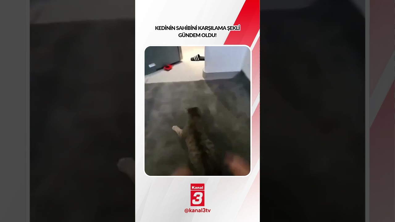 Kedinin sahibini karşılama şekli gündem oldu! 📶https://kanal3.com.tr/ Sosyal Medya Hesaplarımızı