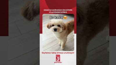 Kanal 3Pts, Ekim 5, 2026 2:00pmURL:Embed:Sokaktan sahiplenilen cins köpeğin aylar