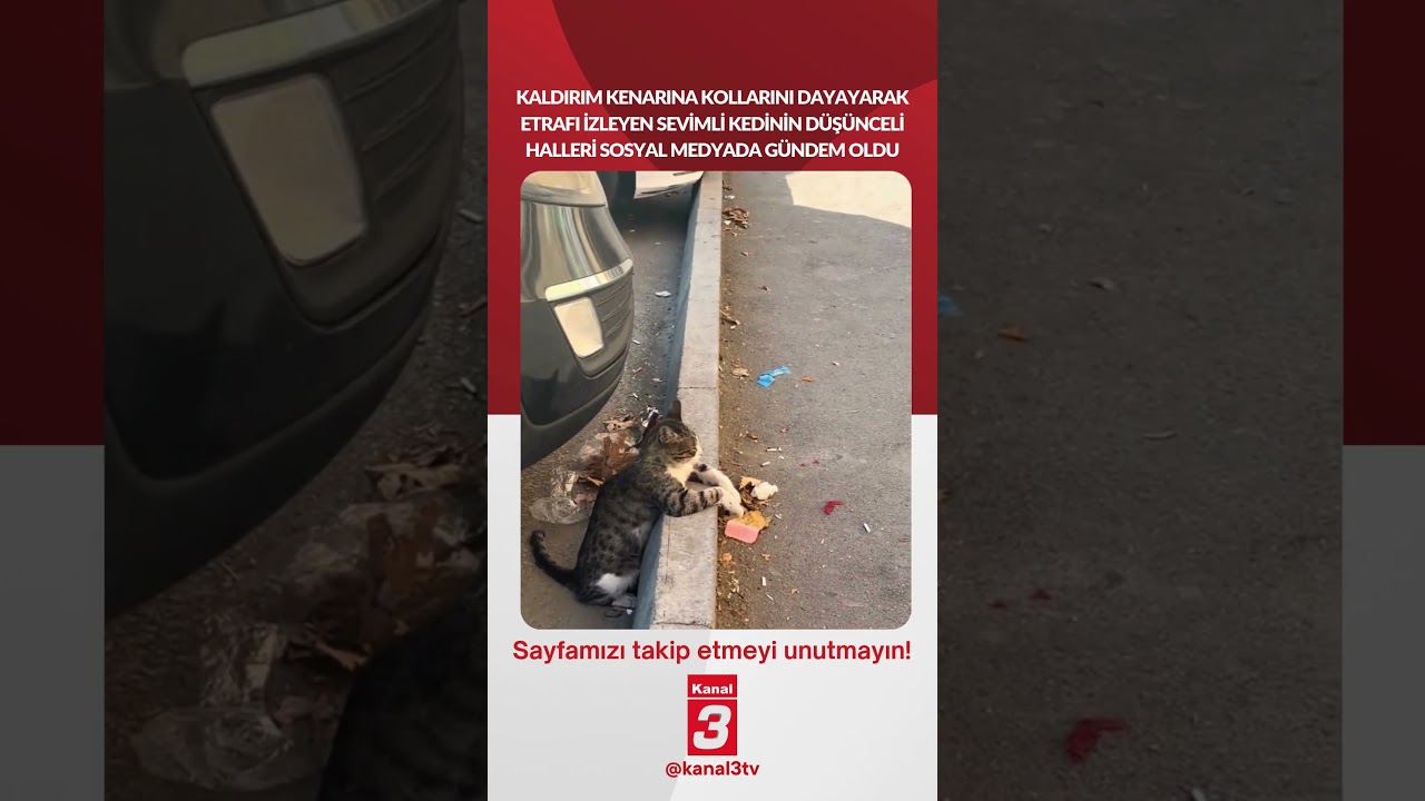 Kaldırım kenarına kollarını dayayarak etrafı izleyen sevimli kedinin düşünceli halleri