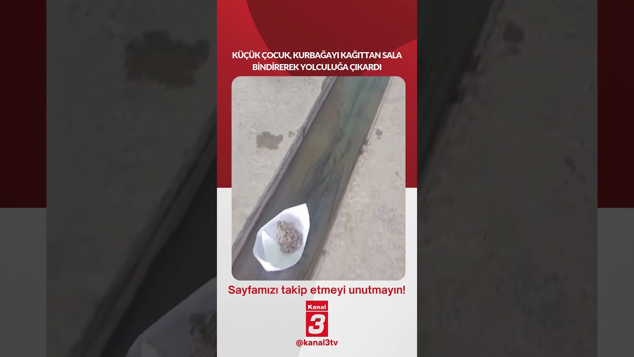 Küçük çocuk, kurbağayı kağıttan sala bindirerek yolculuğa çıkardı… 📶https://kanal3.com.tr/ Sosyal