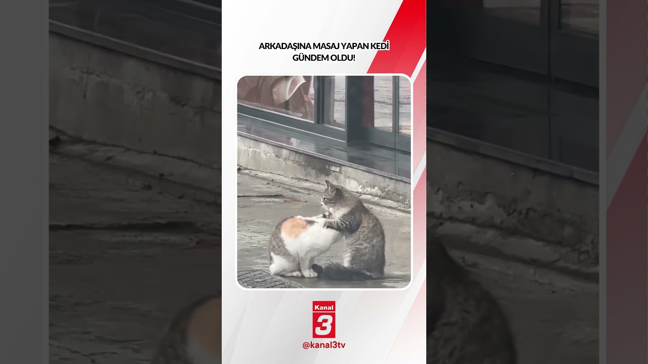 Arkadaşına masaj yapan kedi gündem oldu! 📶https://kanal3.com.tr/ Sosyal Medya Hesaplarımızı