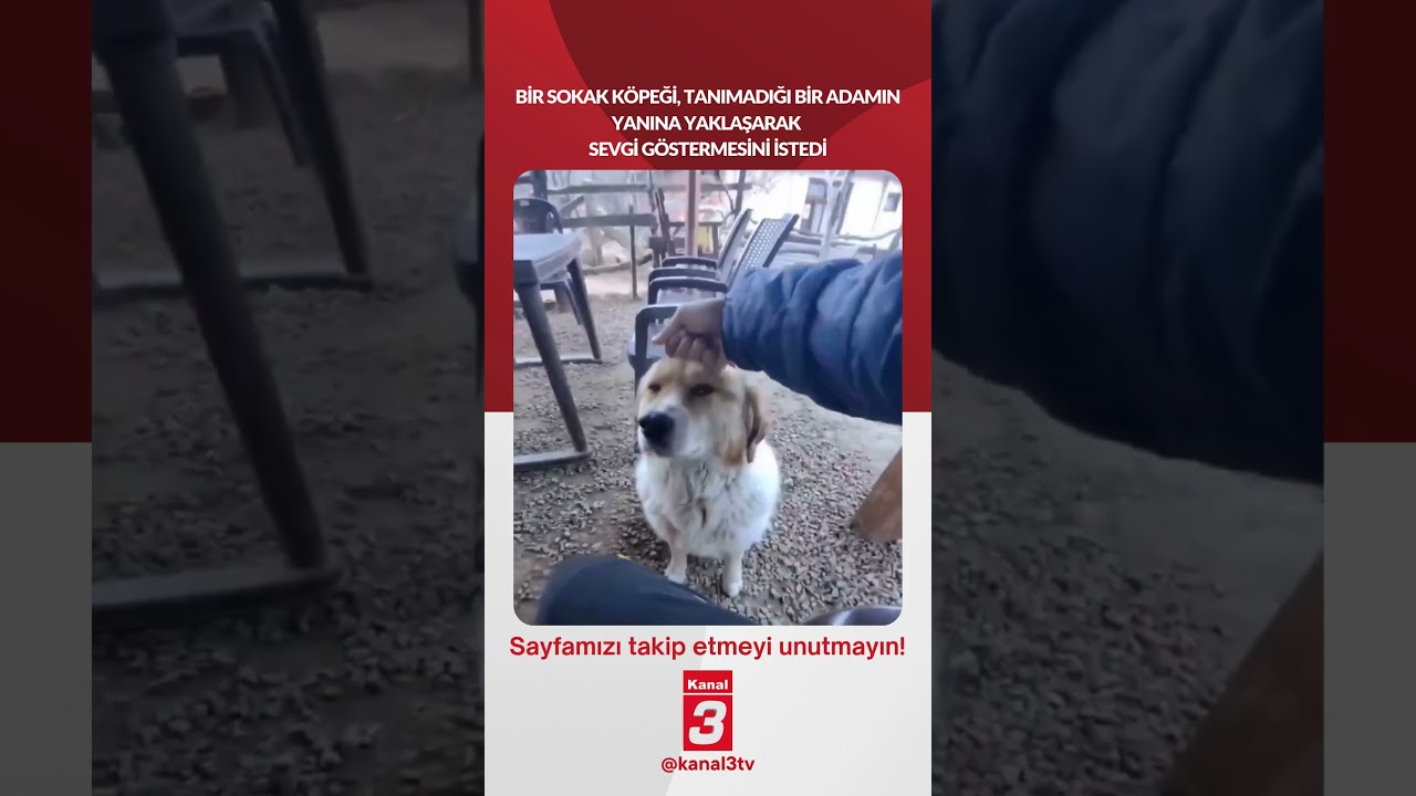 Bir sokak köpeği, tanımadığı bir adamın yanına yaklaşarak sevgi göstermesini