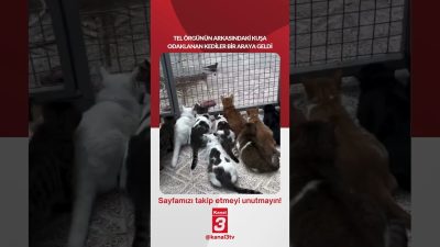 Kanal 3Per, Ekim 1, 2026 2:00pmURL:Embed:Tel örgünün arkasındaki kuşa odaklanan