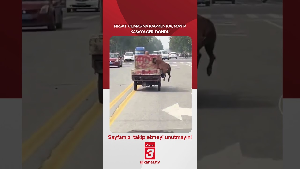 Fırsatı olmasına rağmen kaçmayıp kasaya geri döndü… 📶https://kanal3.com.tr/ Sosyal Medya