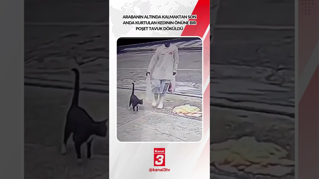 Arabanın altında kalmaktan son anda kurtulan kedinin önüne bir poşet