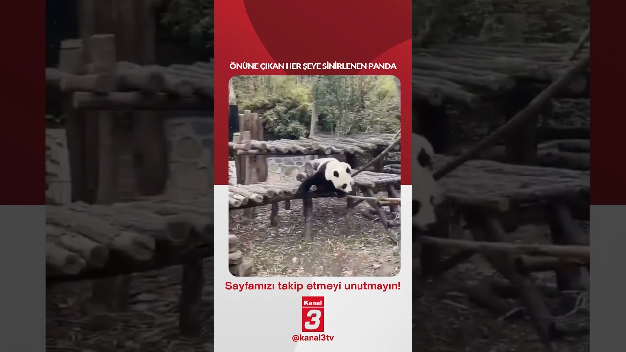 Önüne çıkan her şeye sinirlenen panda… 📶https://kanal3.com.tr/ Sosyal Medya Hesaplarımızı