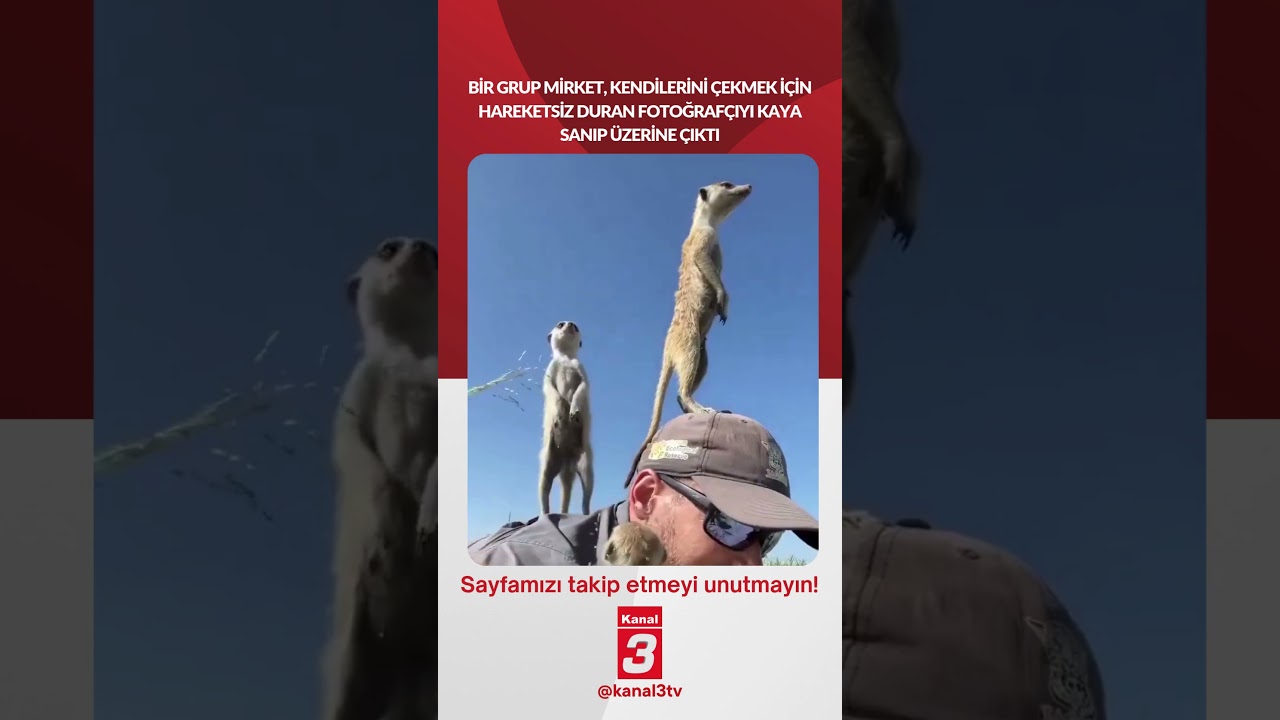 Bir grup mirket, kendilerini çekmek için hareketsiz duran fotoğrafçıyı kaya