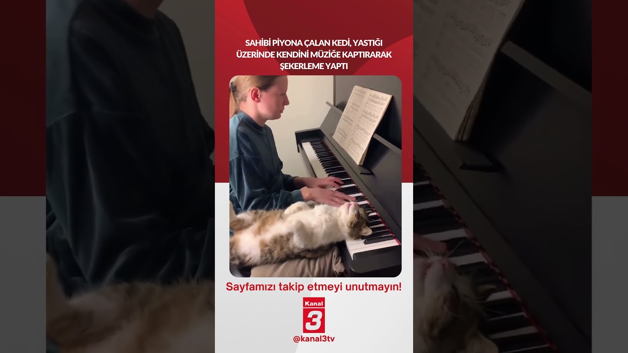 Sahibi piyona çalan kedi, yastığı üzerinde kendini müziğe kaptırarak şekerleme