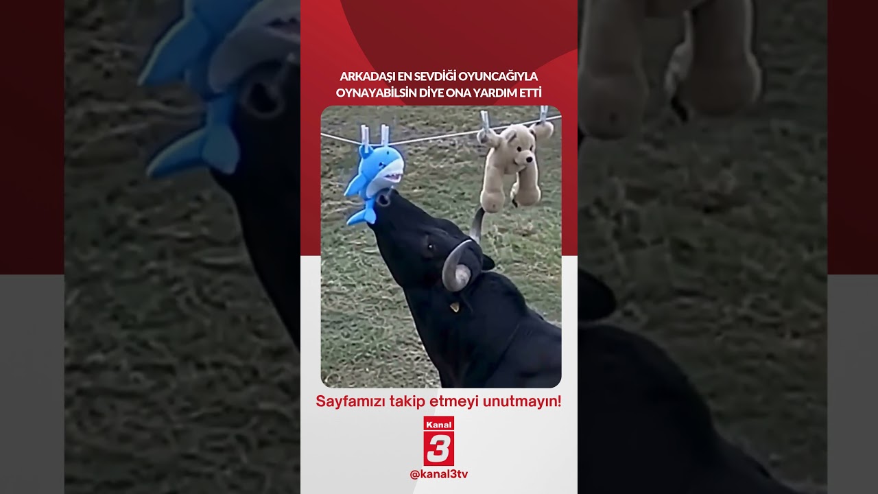 Arkadaşı en sevdiği oyuncağıyla oynayabilsin diye ona yardım etti… 📶https://kanal3.com.tr/