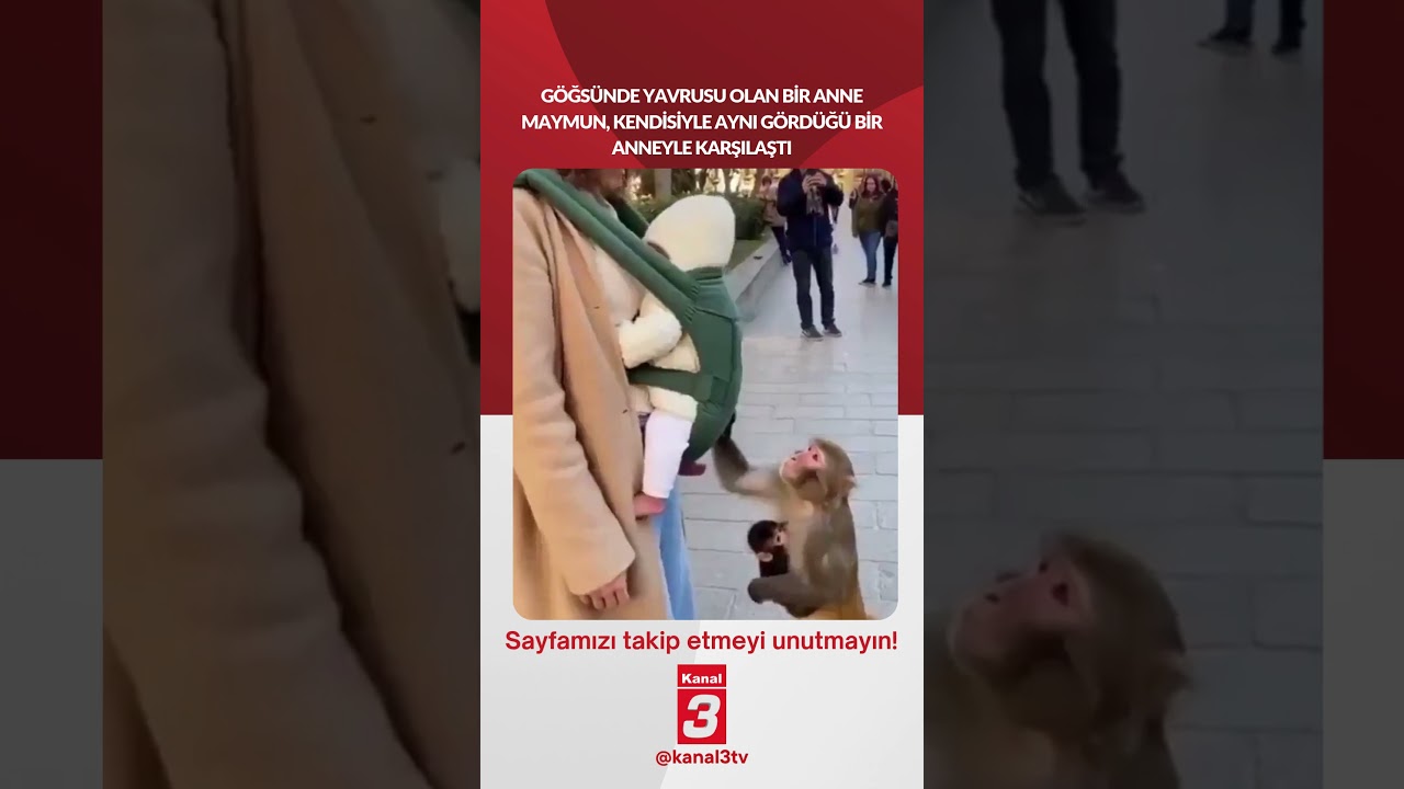 Göğsünde yavrusu olan bir anne maymun, kendisiyle aynı gördüğü bir