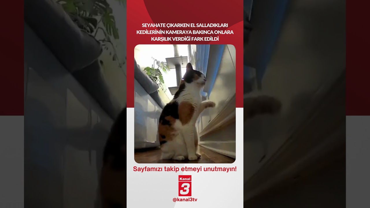 Seyahate çıkarken el salladıkları kedilerinin kameraya bakınca onlara karşılık verdiği