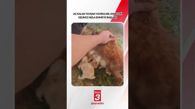 Kanal 3Cum, Ekim 30, 2026 8:00amURL:Embed:Aç kalan tavşan yavruları, annelerinin